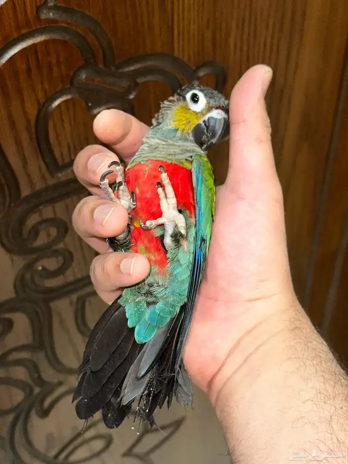 كنيور كريمسون اليف ومتكلم 6