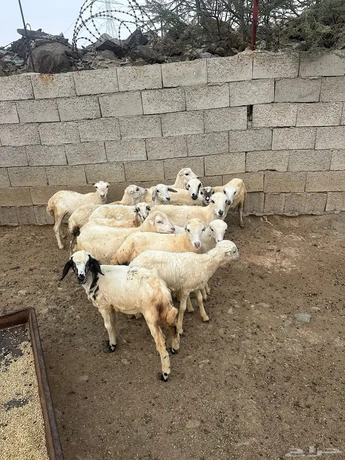 رخال رفيديه العدد 15 راس 3