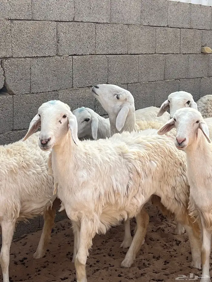 رخال حريات 8 شهور 11