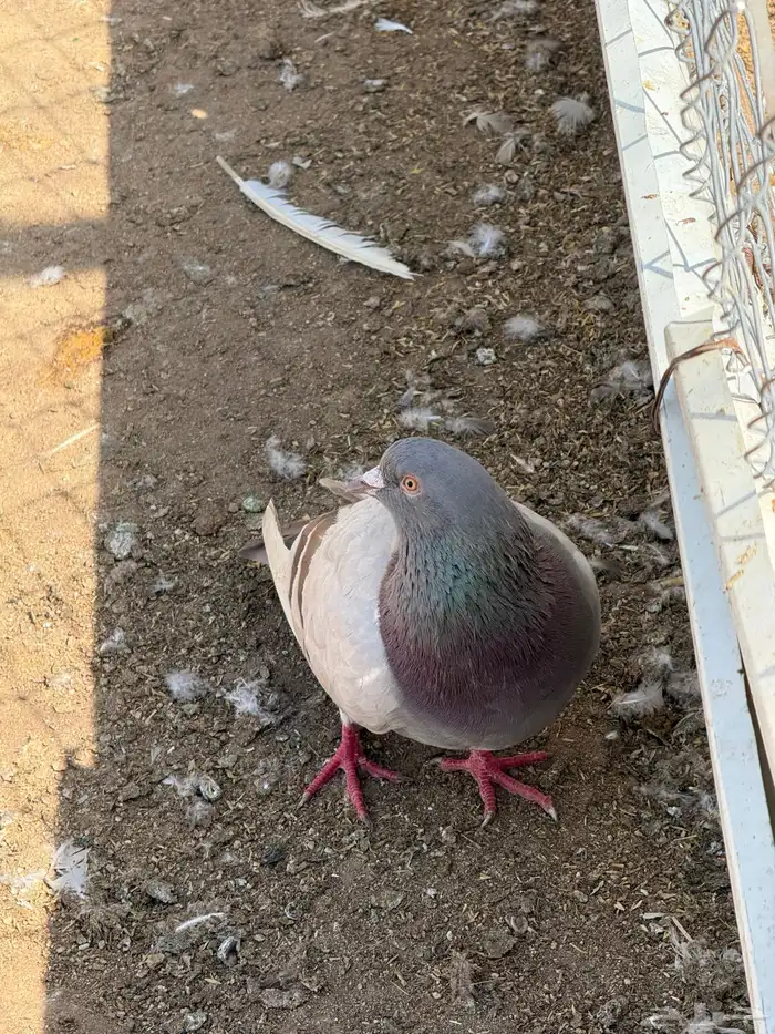 حمام فرنسي سلفر 1