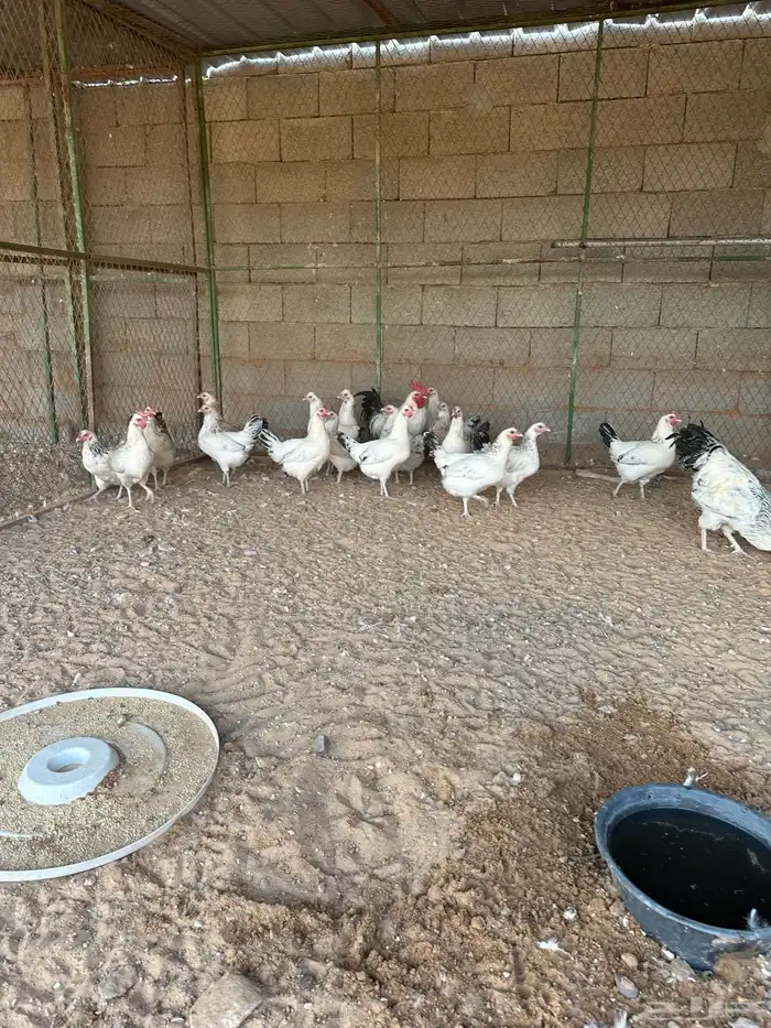 دجاج فرنسي كلومبي 2