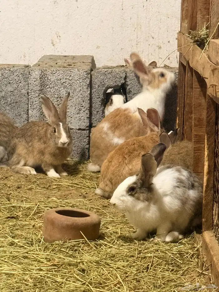 ارانب منتجه للبيع 10