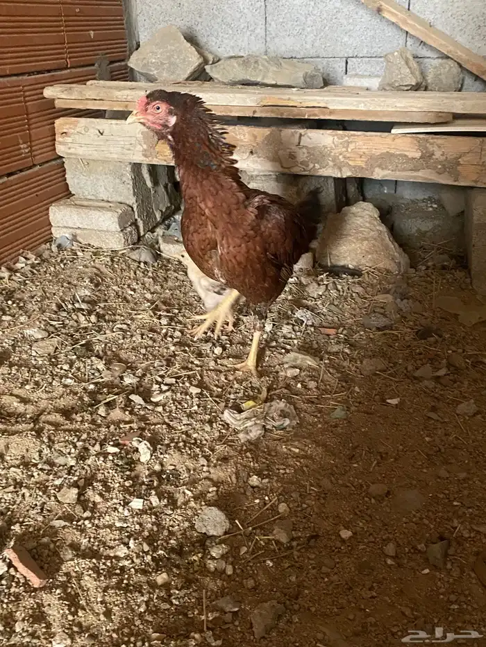 دجاجه باكستاني العمر سنه ونص الإنتاج منتجه السعر 200 1