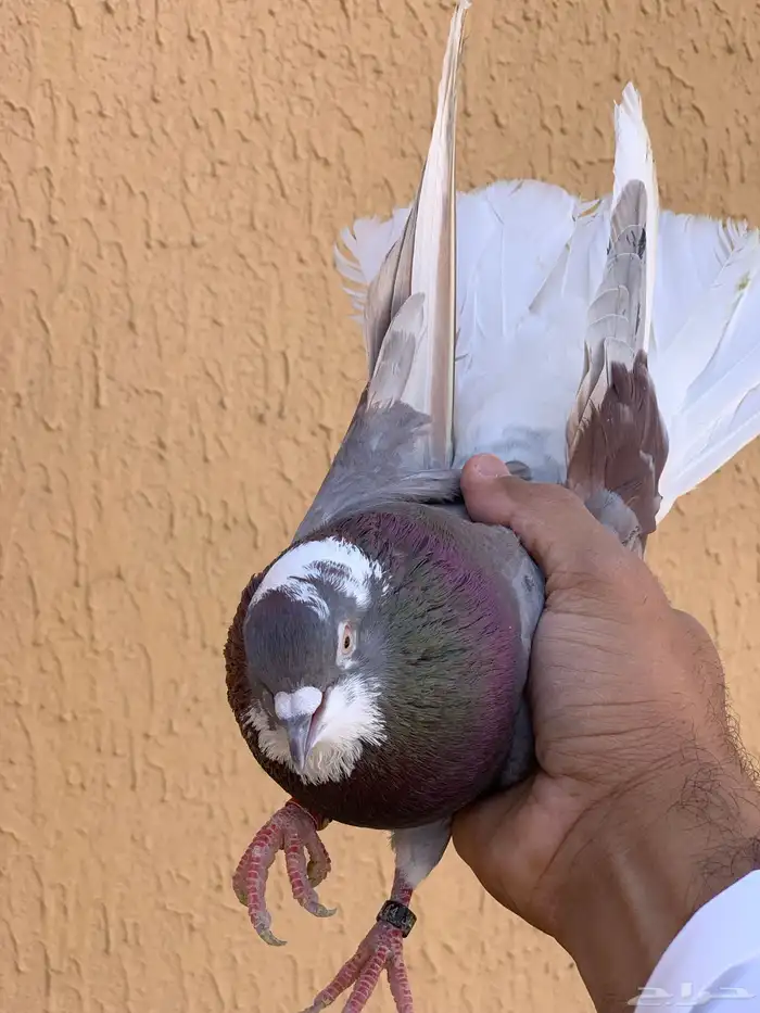 حمام قطايف 11