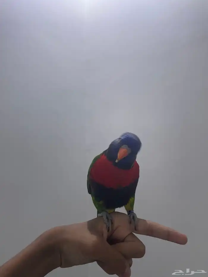 لوري متكلم بالوجه أليف 2