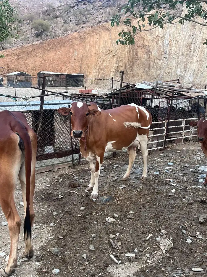 بقر دفيع للبيع 7