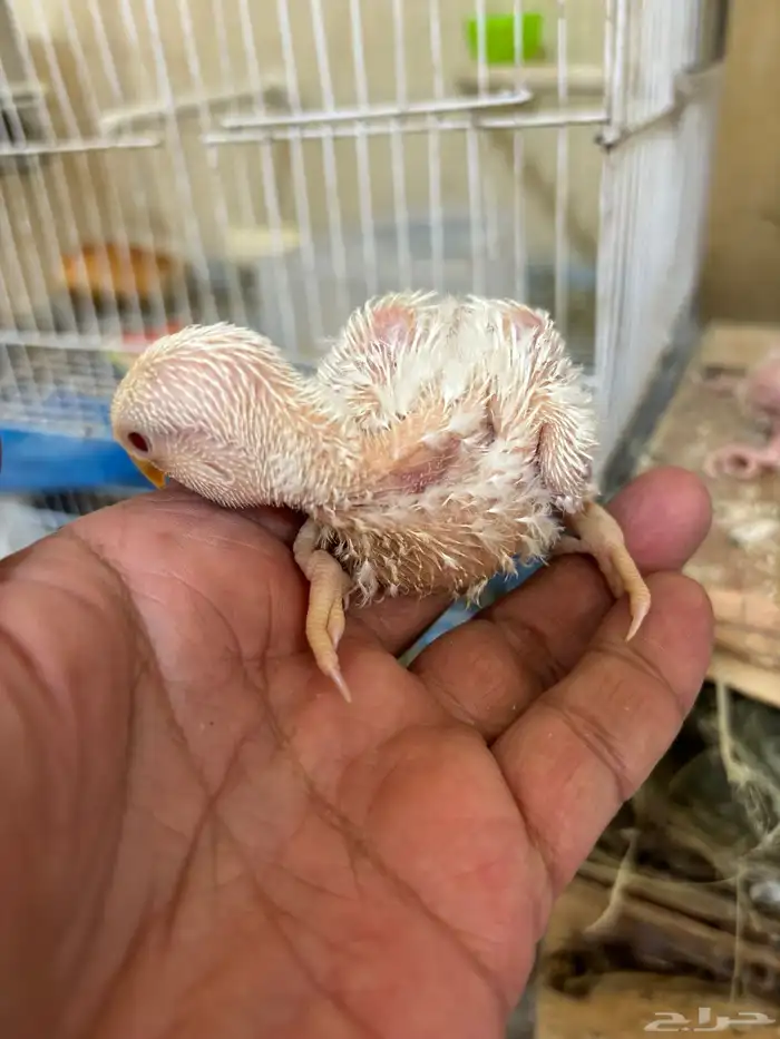 جوز روز البينو فاخر و فروخ البينو توب التوب 1