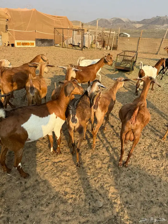 ماعز محايلي صنف 2