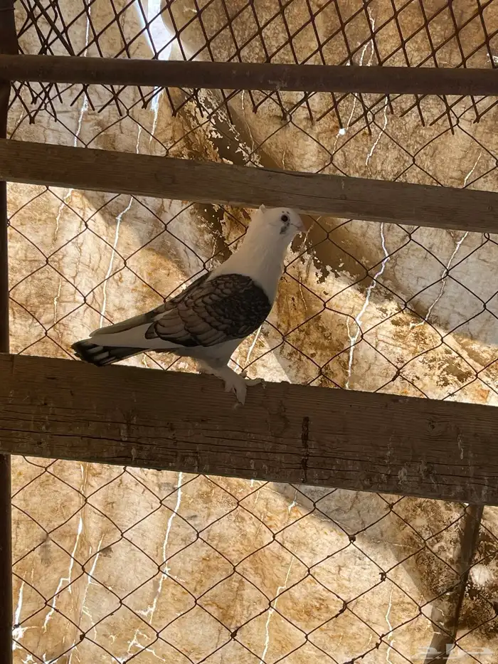 حمام حب رمان 6