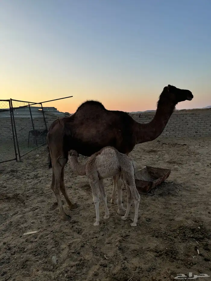 خلفه مصغر حمرا دهما ساحليه 1