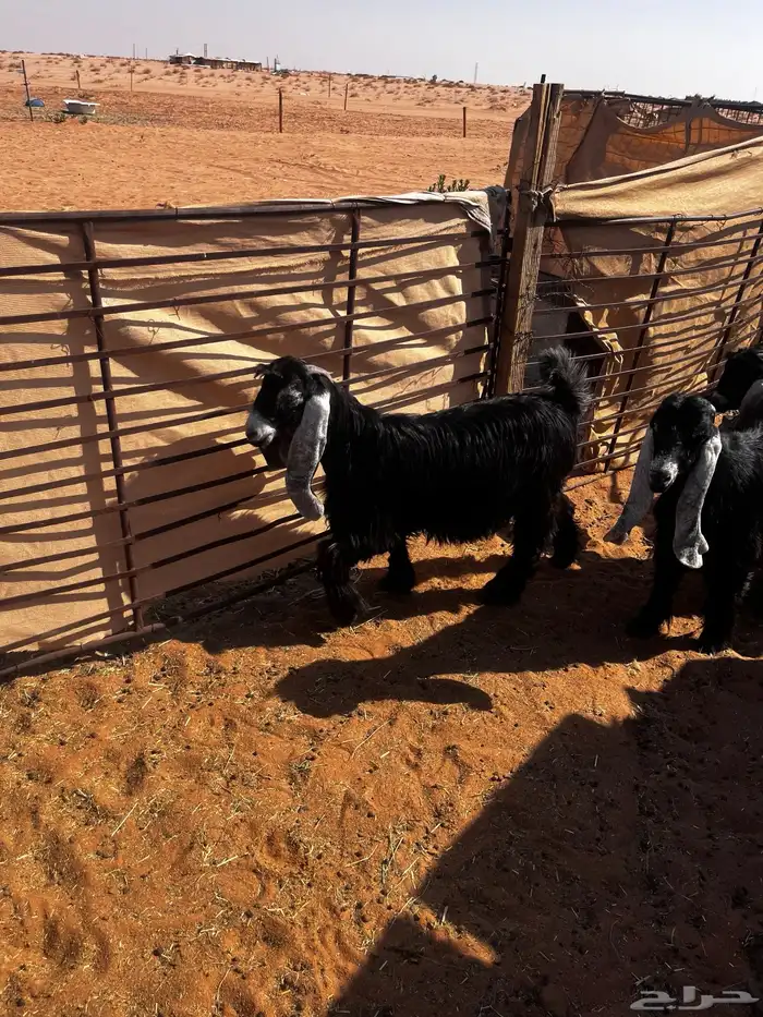 للبيع ثلاث جفرات شكر على حد الغلاق 7