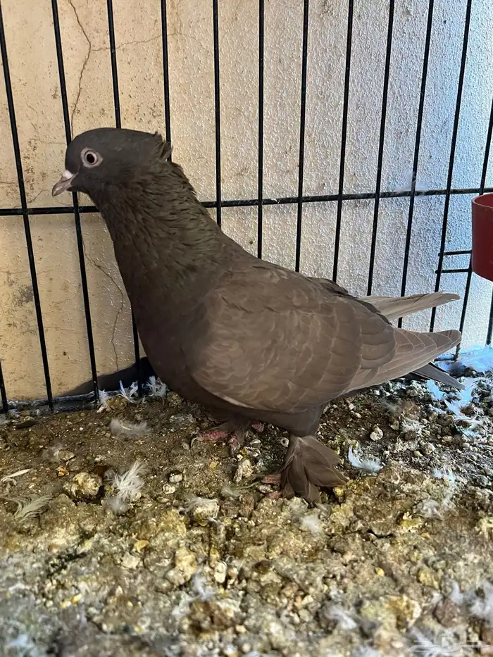 جوز حمام ايراني فارسي 7