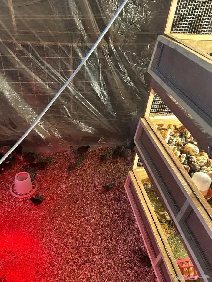 صيصان فيومي مشكل و بلدي 3