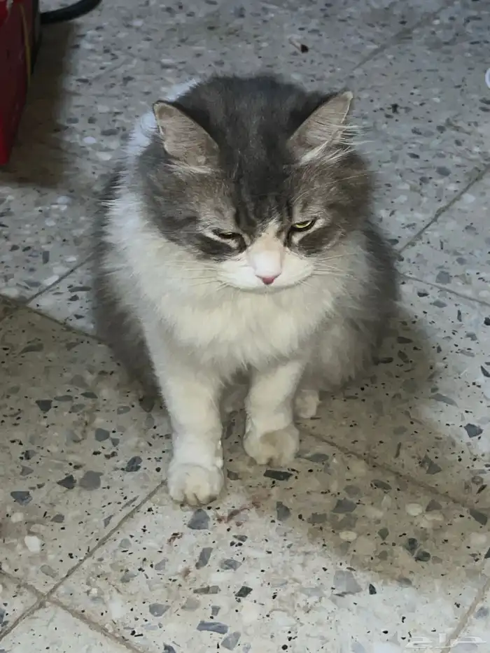 للبيع قطو شيرازيه 1