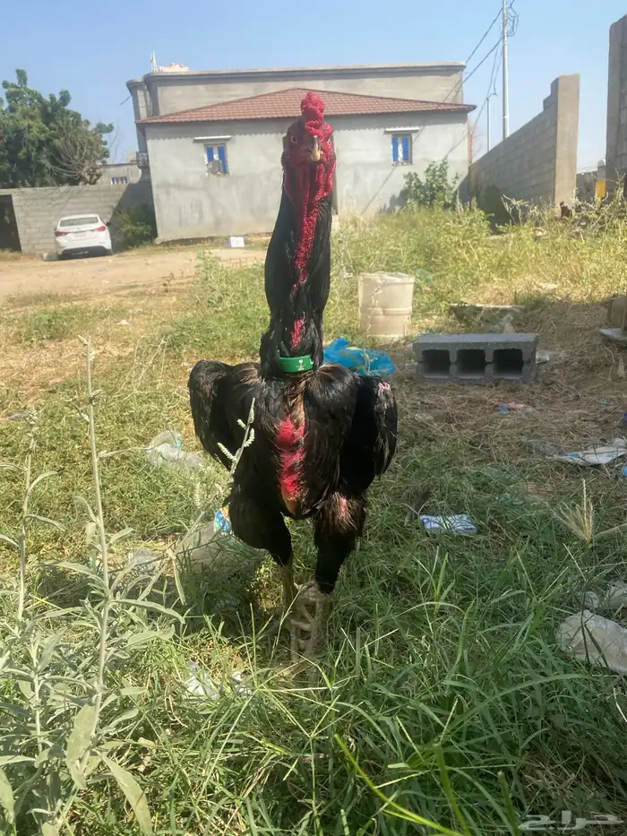 ديك شامو الماني 0