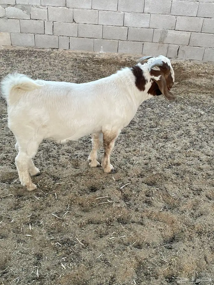 تيس بورقوت بيور اصل 5