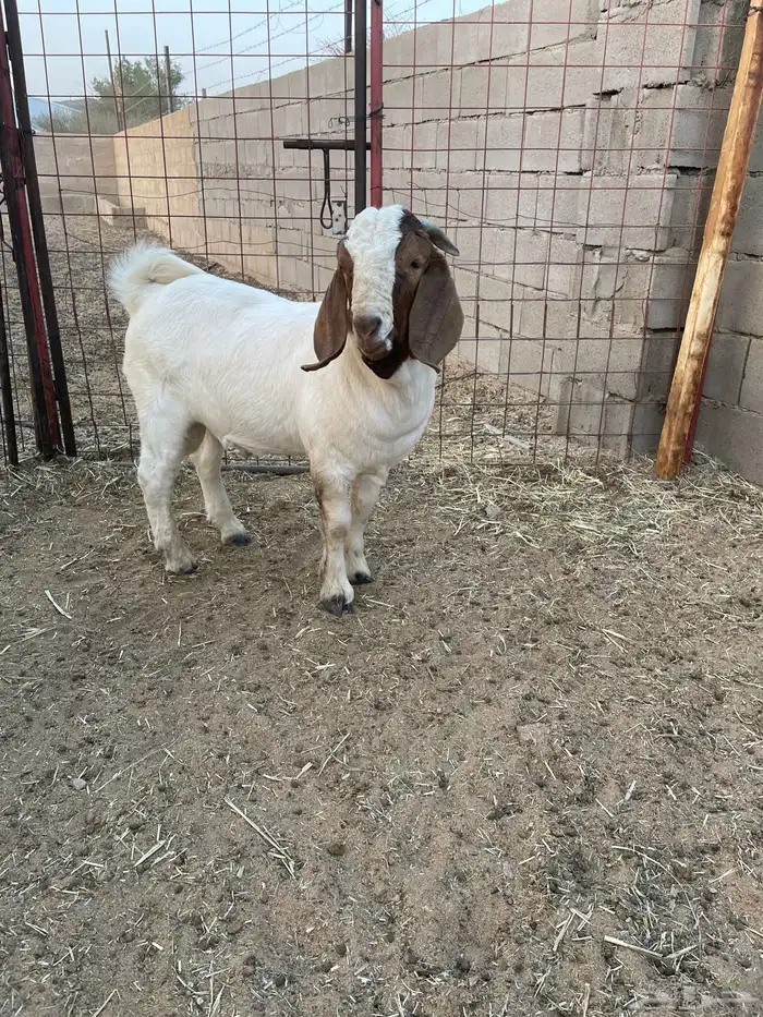 تيس بورقوت بيور اصل 6