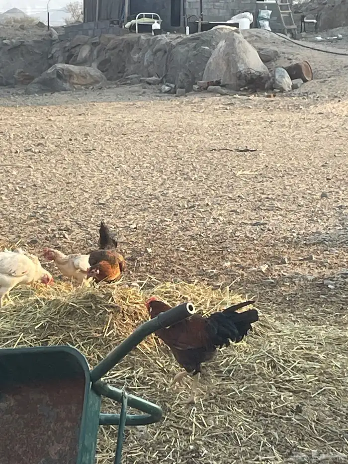 ديك باكستاني وحمام 5