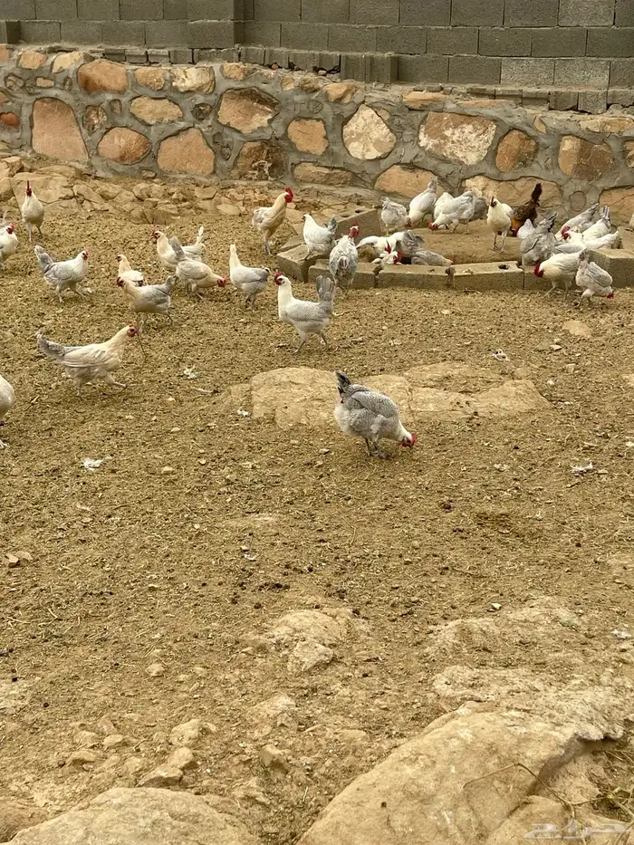 دجاج فيومي المنيوم وقولد 0