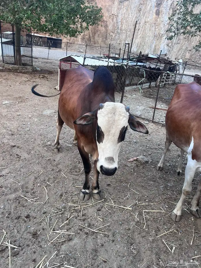 بقر دفيع للبيع 10