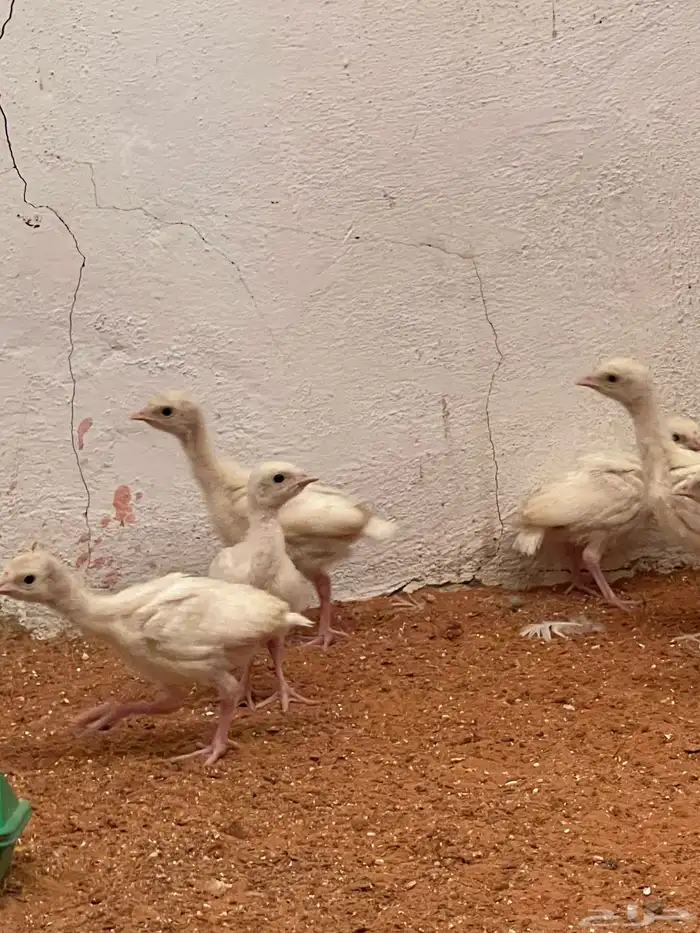 صوص رومي عمر 22 يوم ابيض 2