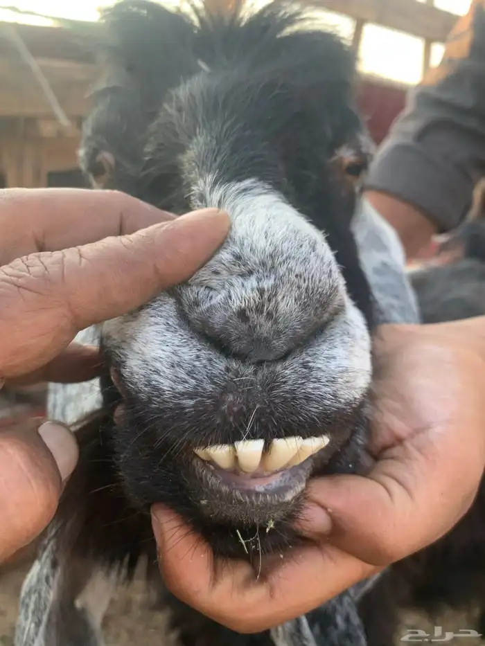 عنز عارضية دافع هاليومين ولاده 3