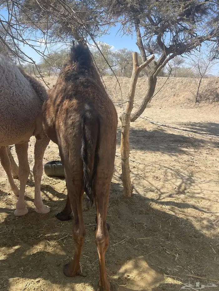 بكرتين مفاريد 1