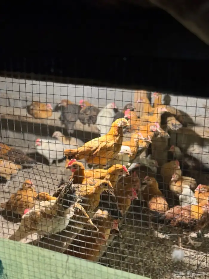 صوص بلدي فااخر 1