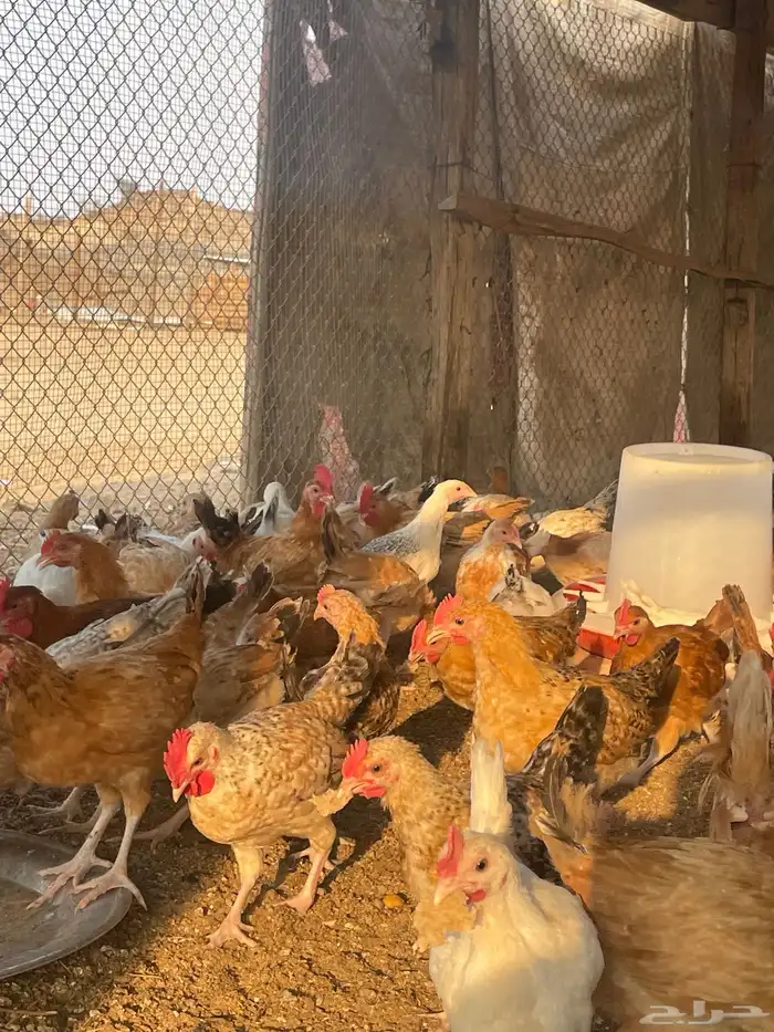 بيض  صوص   دجاج وديوك للبيع 10