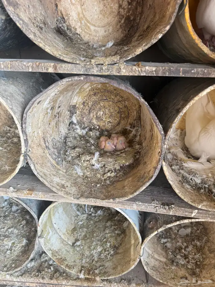 حمام فرنسي ودجاج بلد وبط 10