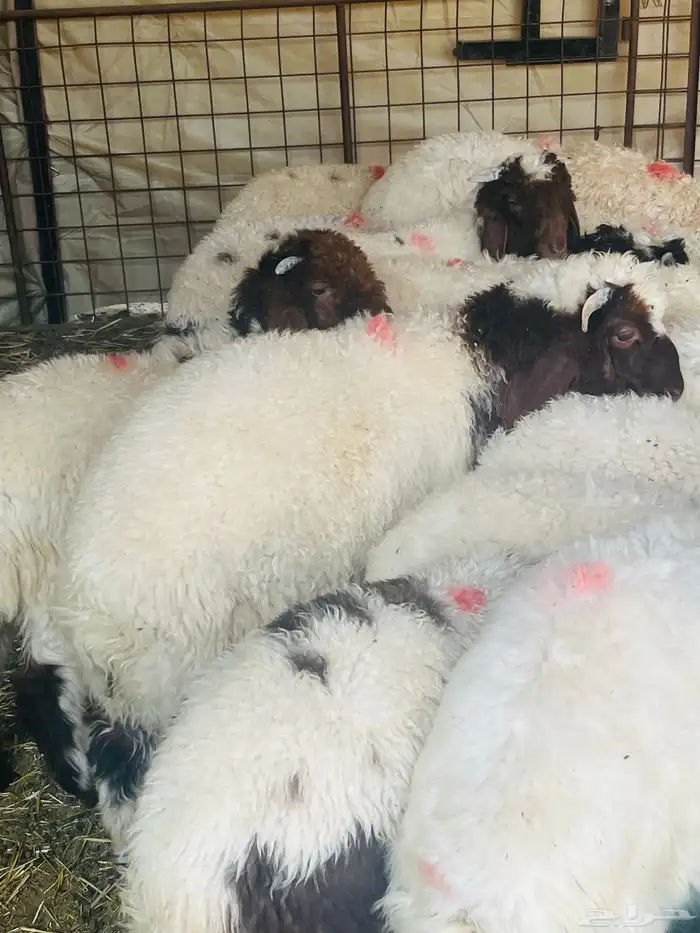 خرفان نعيم اعمارهن من شهرين ونص الى ثلاث شهور ونص 1