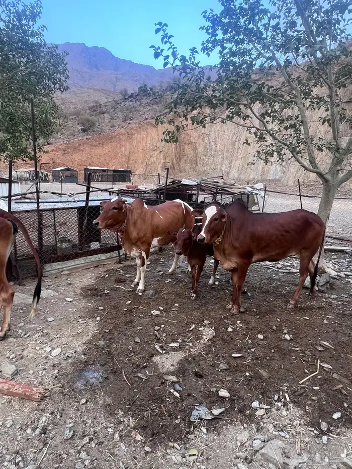 بقر دفيع للبيع 5