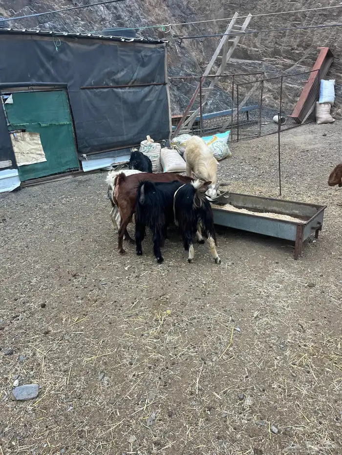 ماعزللبيع عوارض 1