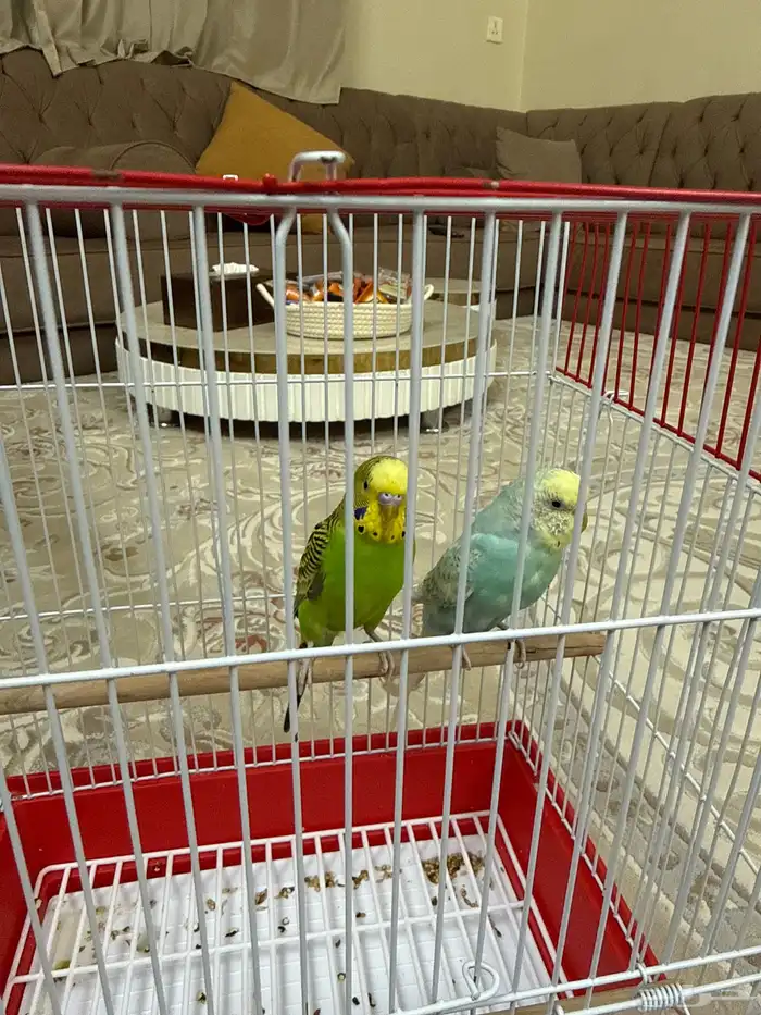 عصفور للبيع 0