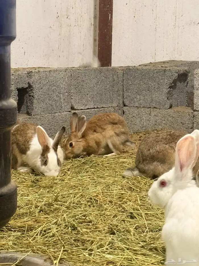 ارانب منتجه للبيع 5