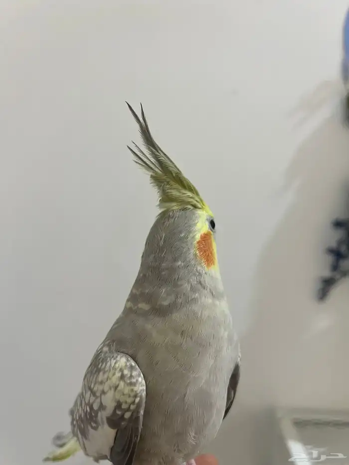 طائر كوكتيل فراشة اليف للبيع 2