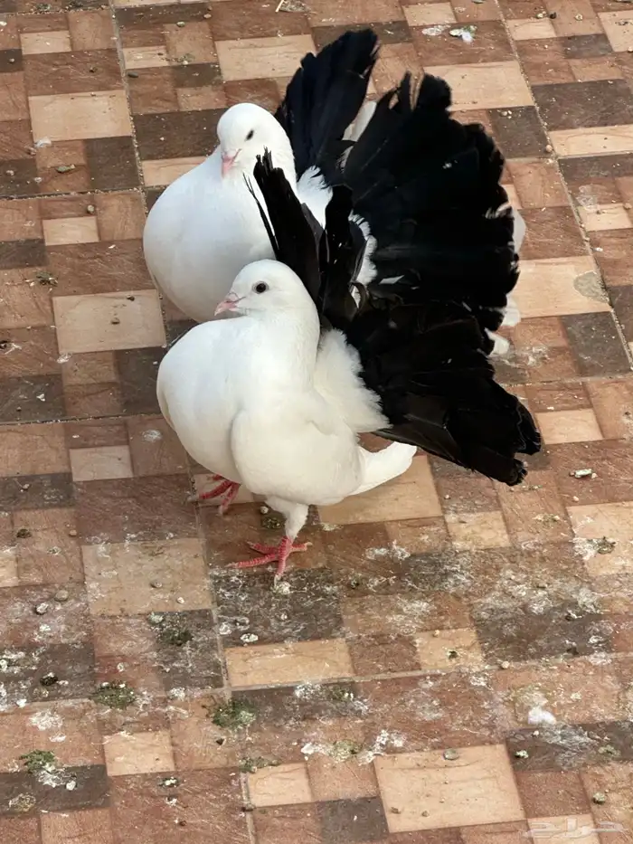 زوج رقاص هولندي مذيل 3