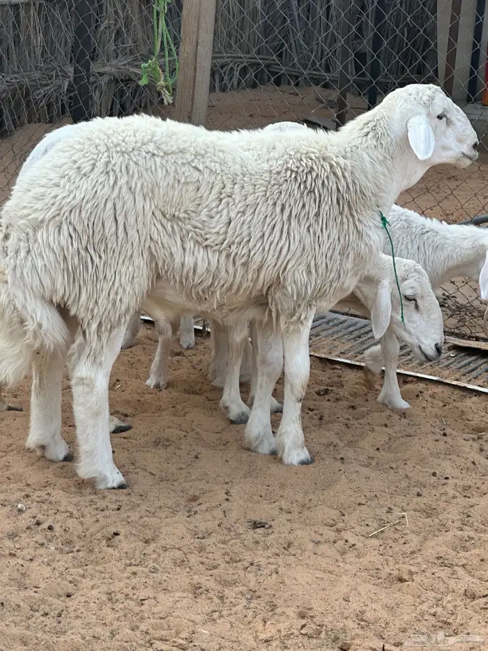 مشروع فحل حري 0