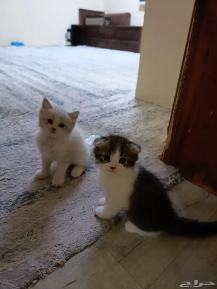 قطط للبيع 2