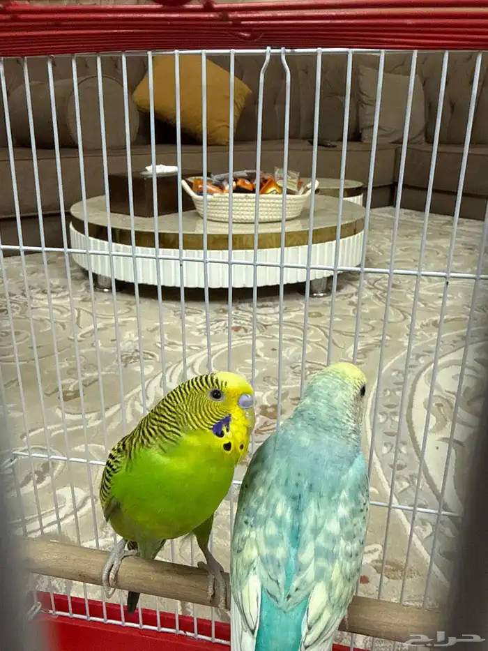 عصفور للبيع 2