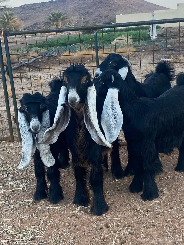 معزا عوارض جفار صنف تمم البيع 4