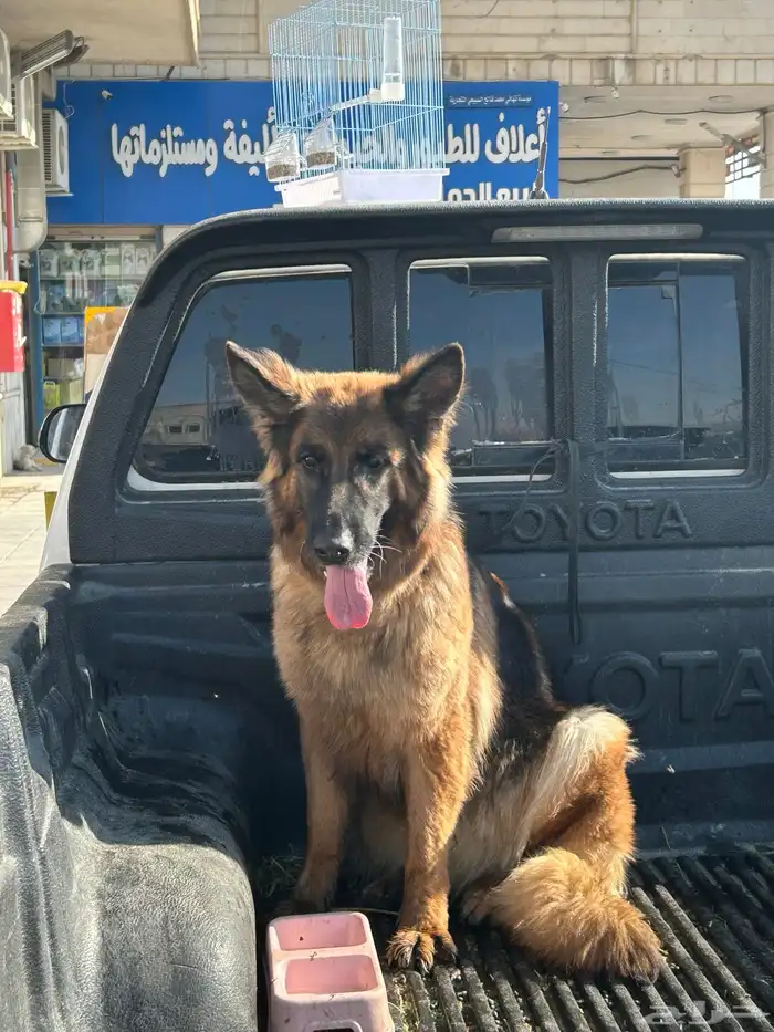 جيرمن شولاين حراسه 6