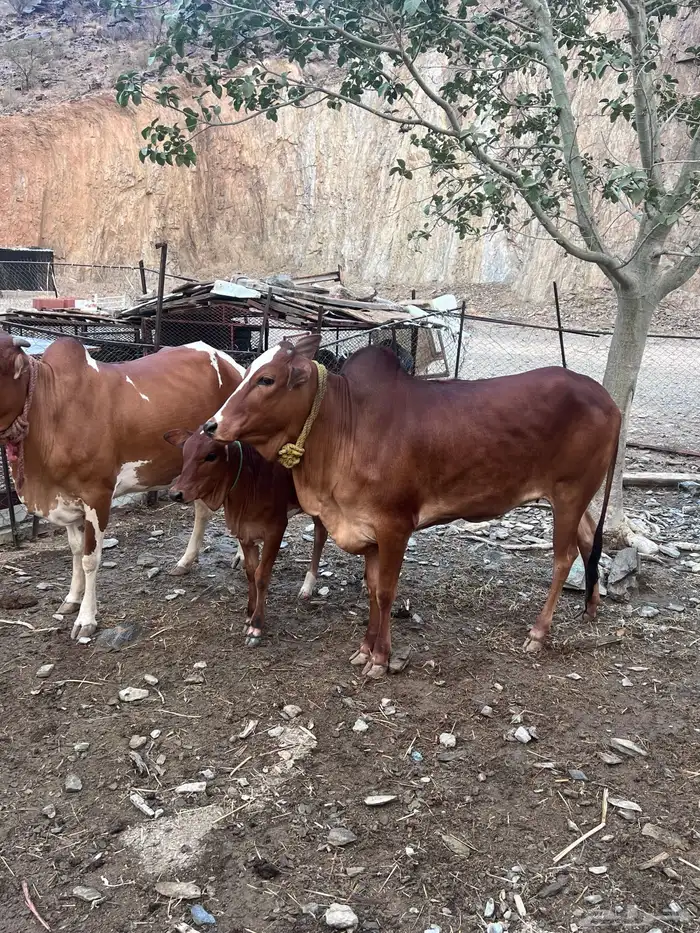 بقر دفيع للبيع 2