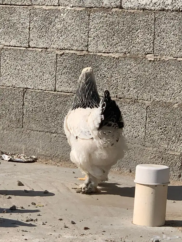 دجاج براهما دمه صافي 4