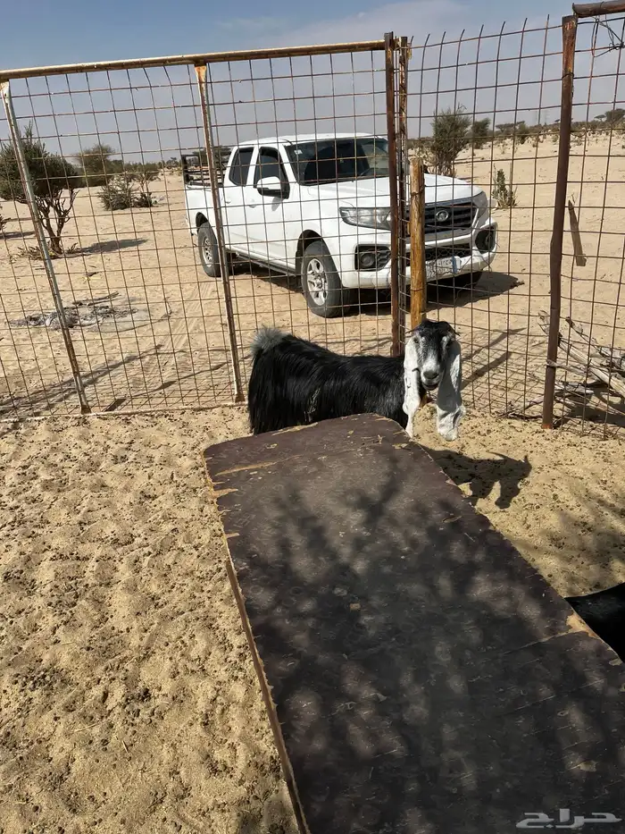 جفرات دفيع شرط 3