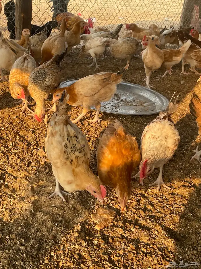 بيض  صوص   دجاج وديوك للبيع 5