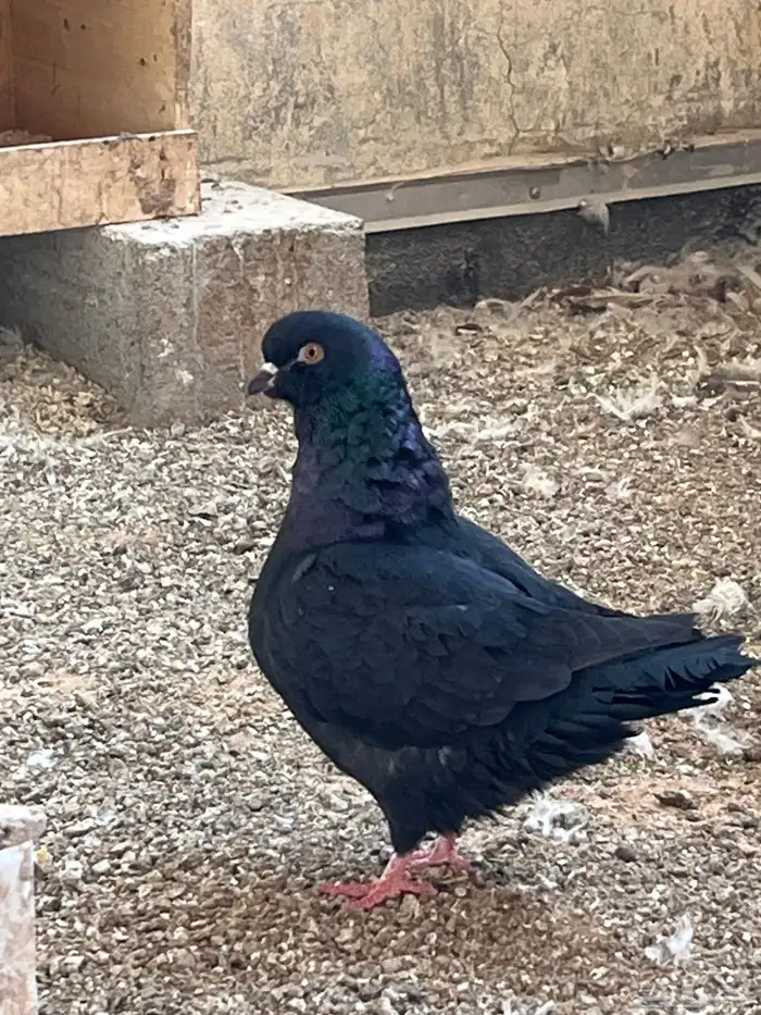 حمام كنج كنق و هومر 9