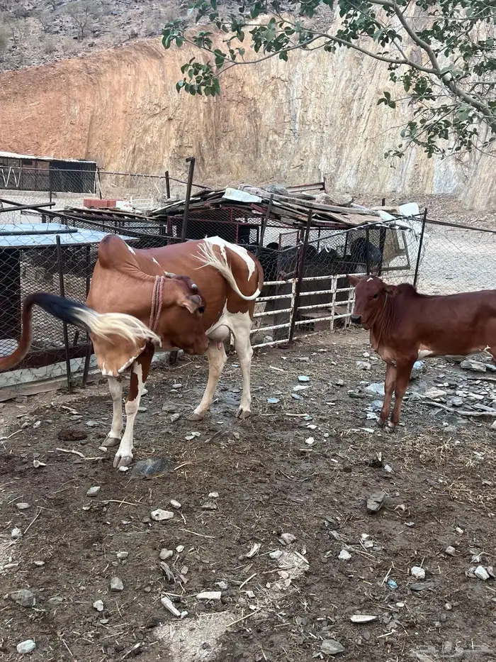 بقر دفيع للبيع 6