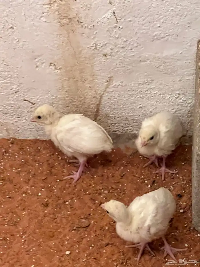 صوص رومي عمر 22 يوم ابيض 0