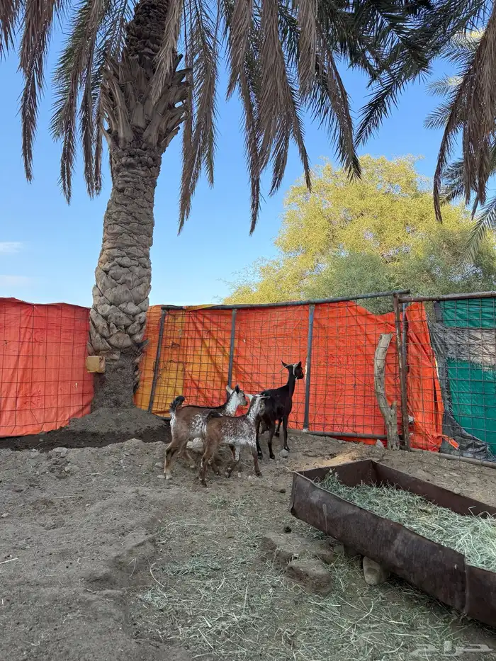 عنز خلفه تحتها 2 تيوس 1